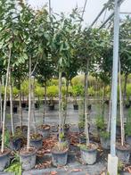 Te koop laurier op stam, Ophalen, Halfschaduw, Overige soorten, Lente