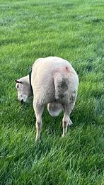 Charollois ram te koop, Dieren en Toebehoren, Schapen, Geiten en Varkens, Mannelijk, Schaap