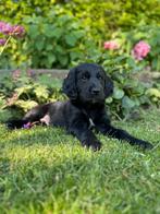 Heidewachtel x golden retriever pups, Nederland, Overige rassen, CDV (hondenziekte), 8 tot 15 weken