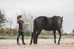 Paardrijles & grondwerk - instructie/training (gediplomeerd), Diensten en Vakmensen, Dieren | Paarden | Verzorging, Oppas en Les