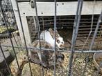 Konijnen, Dieren en Toebehoren, Meerdere dieren, Middelgroot, 3 tot 5 jaar