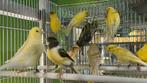 Kanarie poppen, Dieren en Toebehoren, Vogels | Kanaries, Vrouwelijk, Kleurkanarie