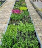 Actie, € 1,50 p.st. Vijverplanten, waterlelies, drijfplanten, Ophalen of Verzenden, Nieuw, Overige typen