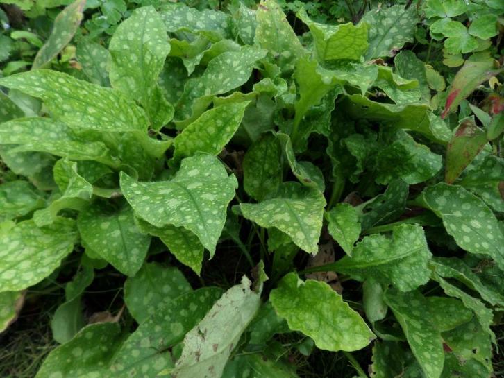 Longenkruid, blauw/wit/roze bloemen, voorjaarsbloeier, Tuin en Terras, Planten | Tuinplanten, Vaste plant, Overige soorten, Halfschaduw