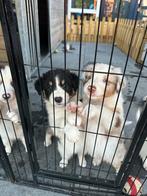 Australian shepherd pup teef, Dieren en Toebehoren, Rabiës (hondsdolheid), Overige rassen, 8 tot 15 weken, Teef