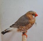 De man is oranjeborst/zwartborst bleekrug, Dieren en Toebehoren