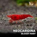 Bloody Mary garnalen, Kreeft, Krab of Garnaal