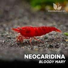 Bloody Mary garnalen, Dieren en Toebehoren, Vissen | Aquariumvissen, Kreeft, Krab of Garnaal