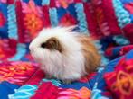 Rood bont CH Teddy cavia beer september 2025, Cavia, Mannelijk, Juli, Tam