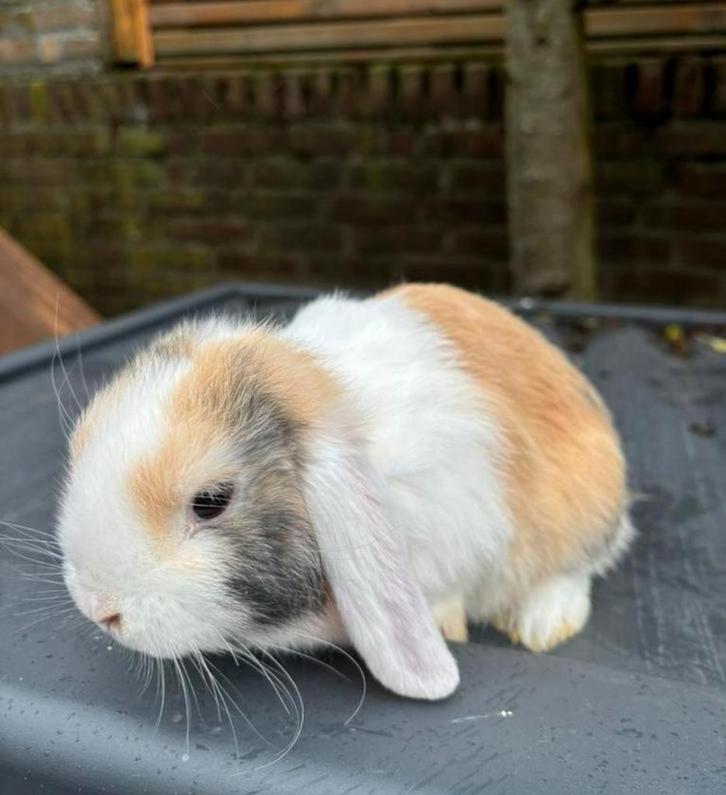Hangoor dwerg konijntjes, Dieren en Toebehoren, Konijnen, Dwerg, Meerdere dieren, Hangoor