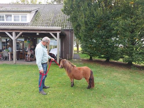 Klein NSPS merrie'tje, Dieren en Toebehoren, Pony's, Merrie, A pony (tot 1.17m), Recreatiepony, 0 tot 2 jaar, Gechipt, Ontwormd