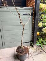 Appelboompje, Tuin en Terras, Planten | Bomen, Ophalen, Volle zon, Overige soorten, 100 tot 250 cm