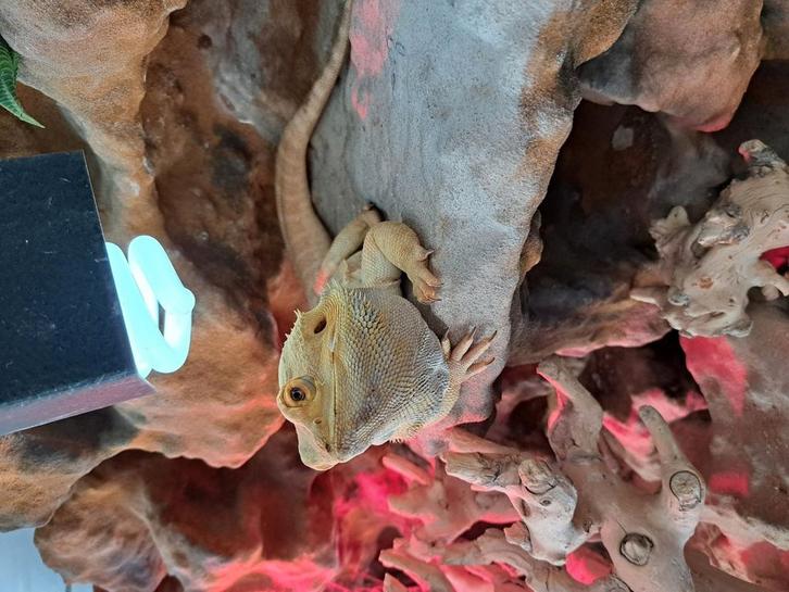 Baardagaam inclusief terrarium, Dieren en Toebehoren, Reptielen en Amfibieën | Toebehoren, Zo goed als nieuw, Terrarium of Paludarium