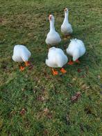 Ganzen, Dieren en Toebehoren, Meerdere dieren, Gans of Zwaan
