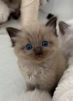 Prachtige Ragdoll Kittens met Stamboom, Dieren en Toebehoren, Katten en Kittens | Raskatten | Korthaar, Meerdere dieren, Gechipt