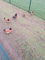 Vorwerk kippen met onverwante haan, Mannelijk, Kip