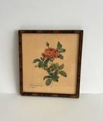 Vintage print Franse roos P. J. Redouté rozen muurdecoratie, Ophalen of Verzenden