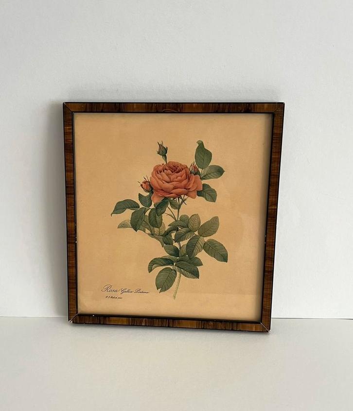 Vintage print Franse roos P. J. Redouté rozen muurdecoratie, Antiek en Kunst, Kunst | Schilderijen | Klassiek, Ophalen of Verzenden
