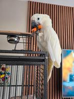 Witkuif Kaketoe incl. kooi, Dieren en Toebehoren, Vogels | Parkieten en Papegaaien, Geslacht onbekend, Papegaai