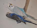 Blackface blackwing (zie omschrijving), Meerdere dieren, Parkiet