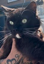 Prachtige Ragdoll kater op zoek naar 4ever home, Kater, Gechipt, 0 tot 2 jaar