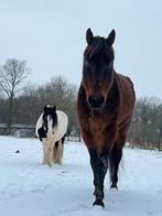 Gezocht: paardenwei te huur in Kanne/riemst (BE) 4 paarden