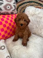 Nog een cockapoo pup, Overige rassen, CDV (hondenziekte), 8 tot 15 weken, Meerdere