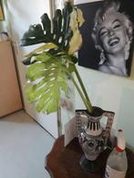 GROTE MONSTERA MARYLIN  VARIEGATA STEKKEN, Ophalen of Verzenden, Overige soorten, Halfschaduw, Minder dan 100 cm