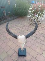 Echte Afrikaanse gnoe skull groot zie foto's, Ophalen of Verzenden, Zo goed als nieuw, Paard, Beeldje of Figuurtje