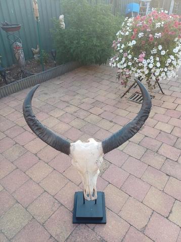  Echte Afrikaanse gnoe skull groot zie foto's  beschikbaar voor biedingen