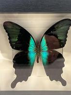 Opgezette vlinder in lijst 16 x 16 cm, Ophalen of Verzenden, Zo goed als nieuw, Wild dier, Opgezet dier