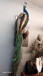 Opgezette pauw hert landelijke accessoires en meubelstukken, Dieren en Toebehoren, Ophalen of Verzenden, Zo goed als nieuw, 5051CM