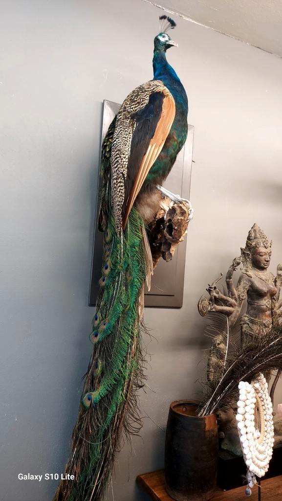 Opgezette pauw hert landelijke accessoires en meubelstukken, Dieren en Toebehoren, Vogels | Toebehoren, Zo goed als nieuw, Ophalen of Verzenden