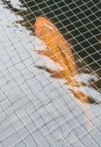 Kin shiro utsuri en ginrin chagoi, Dieren en Toebehoren, Vissen | Vijvervissen, Karper of Koi