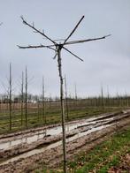 Dakplataan 240 cm dakhoogte prijs op aanvraag, Tuin en Terras, Planten | Bomen, Ophalen