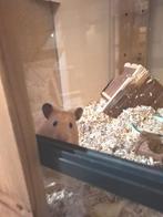 Lief mannetje Syrische hamster / goudhamster, Dieren en Toebehoren, Knaagdieren, Hamster, Mannelijk, Januari, Tam