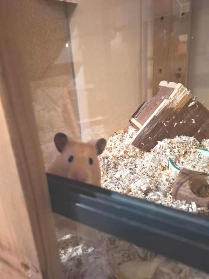 Lief mannetje Syrische hamster / goudhamster, Dieren en Toebehoren, Knaagdieren, Mannelijk, Hamster, Januari, Tam