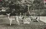 Hellendoorn - Sprookjestuin - Hertenkamp [KRST007-4746, Verzenden, 1960 tot 1980, Gelopen, Overijssel