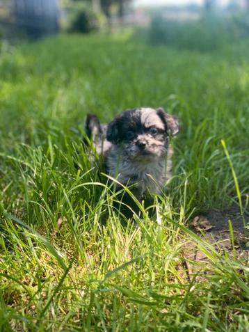 Leuke boomer pups  beschikbaar voor biedingen