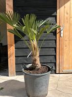 Trachycarpus Wagnerianus palmboom 20/30 cm stam, Zomer, Volle zon, Ophalen, Palmboom