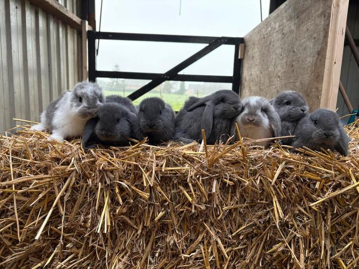 Franse hangoor, Dieren en Toebehoren, Konijnen, Mannelijk