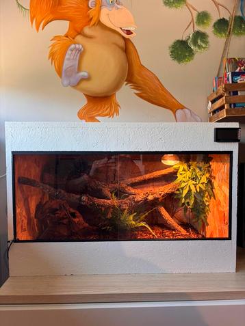 Compleet OSB terrarium van 80x50x52 (lxbxh) beschikbaar voor biedingen