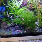 Cristal Red Garnalen, Ophalen of Verzenden, Zo goed als nieuw