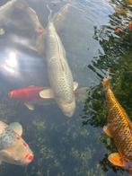 Koi karpers, Dieren en Toebehoren, Karper of Koi