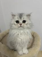 Britse Langhaar kitten, Dieren en Toebehoren, Katten en Kittens | Raskatten | Langhaar, Poes, Ontwormd