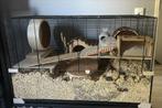 Hamster kooi 100x50x60cm, Dieren en Toebehoren, Knaagdieren en Konijnen | Hokken en Kooien, Ophalen, Kooi, 60 tot 90 cm, Zo goed als nieuw