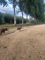 Shetlander hengst veulens, Dieren en Toebehoren, Stalling en Weidegang