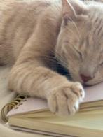Katertje zoekt gouden mandje., Dieren en Toebehoren, Kater