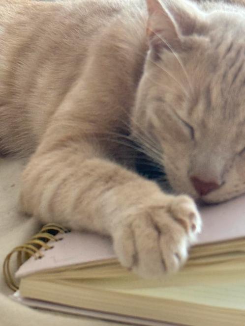 Katertje zoekt gouden mandje., Dieren en Toebehoren, Katten en Kittens | Raskatten | Langhaar, Kater