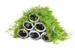 Garnalen flat met mos, Dieren en Toebehoren, Vissen | Aquaria en Toebehoren, Ophalen of Verzenden, Nieuw, Plant(en), Steen of Hout